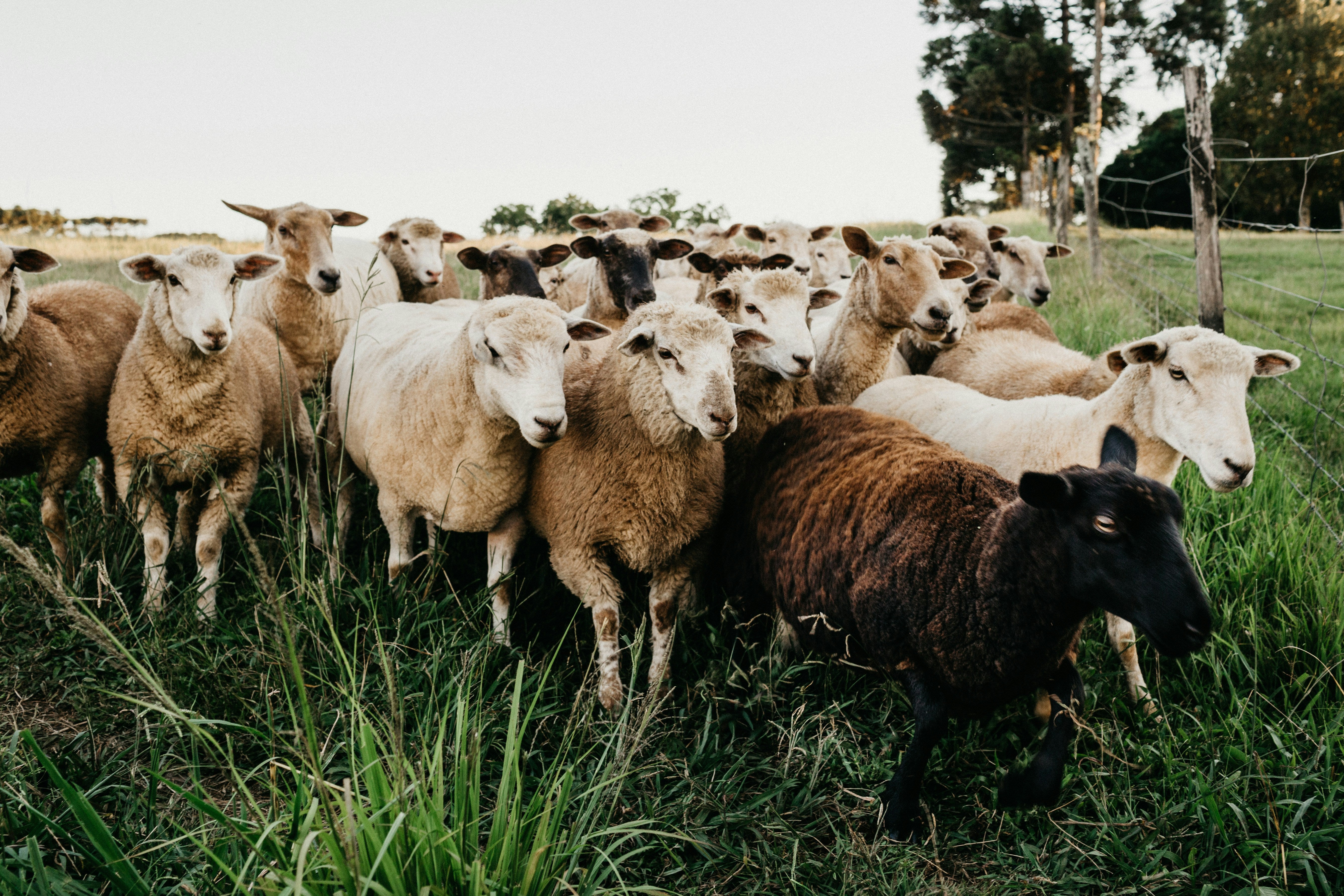 Giving 1% | We’re baaaack! Opnieuw op bezoek bij de Rhedense Schaapskudde