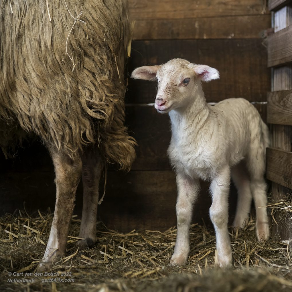 Giving back 1% | We don't do cheap - We do SHEEP